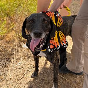 Bridget, Hound, adult, available for adoption