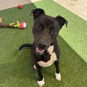 Gregory, Mixed Breed (Medium), adult, available for adoption