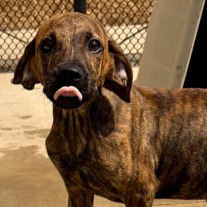 Barton, Hound, puppy, available for adoption