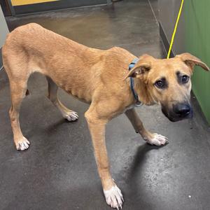 Finch, Shepherd, adult, available for adoption