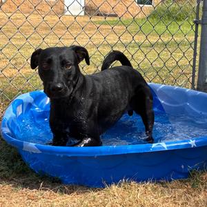 Duke, Retriever, Black Labrador, adult, available for adoption