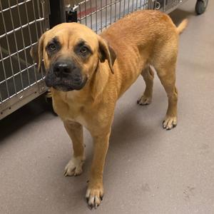 Ichabod, Black Mouth Cur, adult, available for adoption