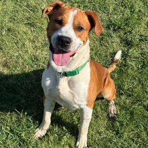 Alexander, Mixed Breed (Large), adult, available for adoption