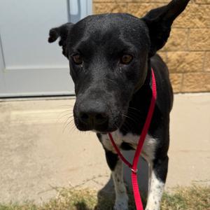 Nigella, Mixed Breed (Medium), adult, available for adoption