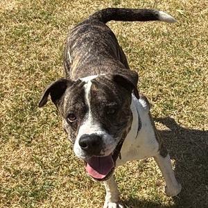 Maxwell, Terrier, Pit Bull, adult, available for adoption