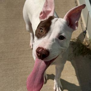 A white dog with brown markings on its face and ears, standing on a concrete surface with its tongue out.