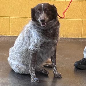 Daisy Mae, Shepherd, Australian, adult, available for adoption