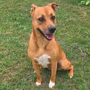 A tan-colored dog with white markings on its chest is sitting on a patch of green grass.
