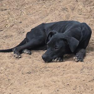 A black dog lying on sandy ground