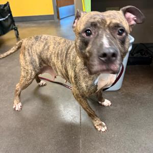 Ma Rainey, Mixed Breed (Medium), adult, available for adoption