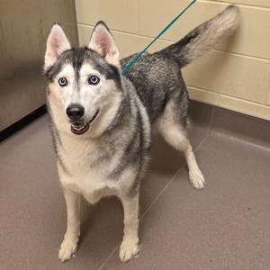 A husky dog with blue eyes and a black and white coat standing on a leash in a room with beige walls and a brown floor.