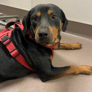 Murdok, Rottweiler, adult, available for adoption