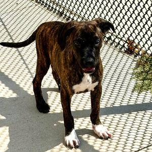 Bertram, Hound, puppy, available for adoption