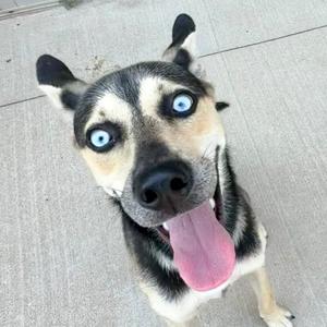 A black and white dog with blue eyes and a pink tongue sticking out, looking up at the camera.