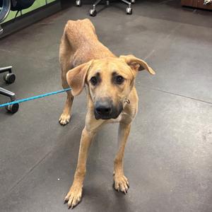 A brown dog with floppy ears standing on a gray floor, attached to a blue leash.