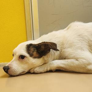 A white dog with brown patches lying on a yellow floor