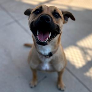 Allegra, Shepherd, adult, available for adoption