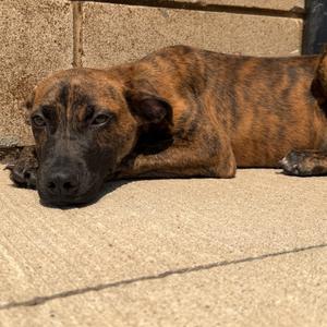 Bartholomew, Hound, puppy, available for adoption
