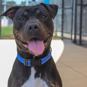 Lahoma, Terrier, Pit Bull, adult, available for adoption