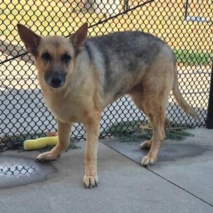 Lulu, Shepherd, German, senior, available for adoption