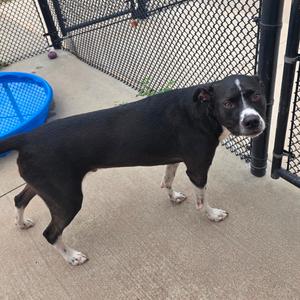 Oreo, Boxer, adult, available for adoption