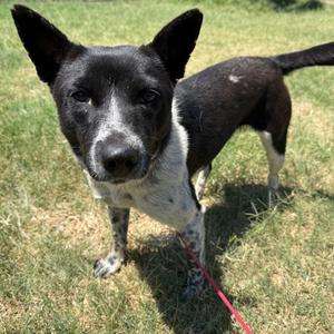 Poppy, Cattle Dog, Australian (Blue Heeler), adult, available for adoption