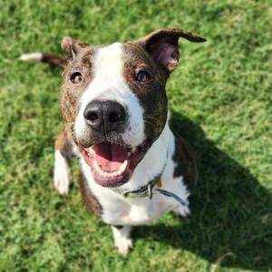 Paris, Terrier, Pit Bull, adult, available for adoption