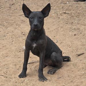 A black dog sitting on a dirt ground