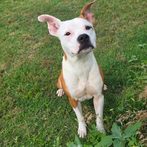 Pixie, Terrier, American Pit Bull, adult, available for adoption
