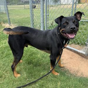 Pistol, Rottweiler, adult, available for adoption
