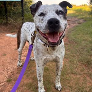 Clyde, Terrier, Pit Bull, adult, available for adoption