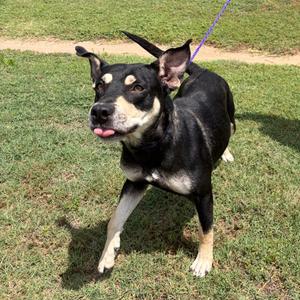 Josephine, Terrier, Pit Bull, adult, available for adoption