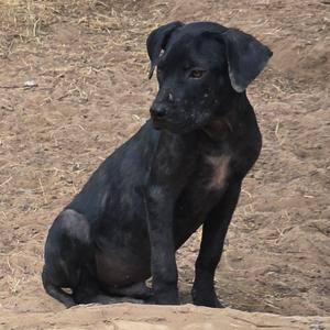 A black puppy sitting on a dirt ground