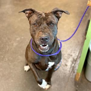 A dark-colored pit bull mix dog with white markings on its chest and paws sits on a concrete floor, looking up with its mouth slightly open and tongue visible. The dog is wearing a purple collar and is attached to a leash.