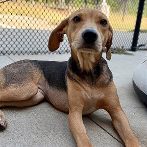 Carmine, Coonhound, adult, available for adoption
