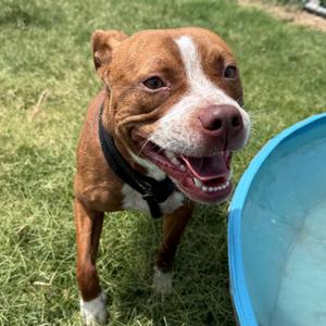 Ginger, Mixed Breed (Medium), adult, available for adoption