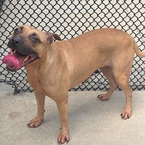 A brown dog standing on a concrete surface with its tongue out, in front of a chain-link fence.