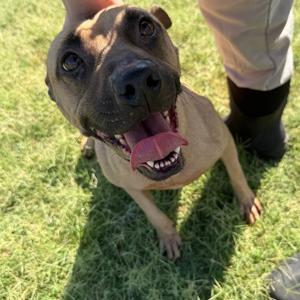 Matilda, Black Mouth Cur, adult, available for adoption