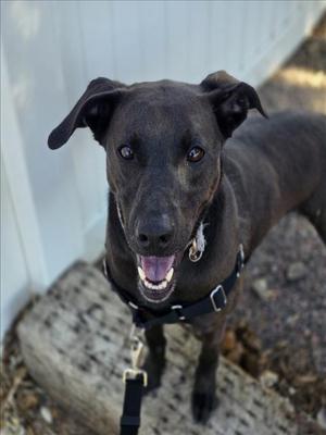 LOLA, Labrador Retriever Mix, adult, available for adoption