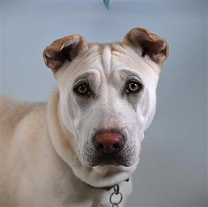 A close-up of a light-colored dog with floppy ears and a black nose, wearing a collar with a tag.