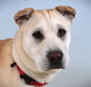 A light-colored dog with floppy ears and a red collar, looking directly at the camera.