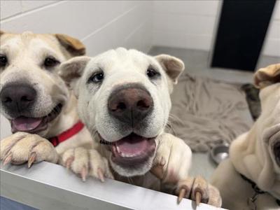 SNOW WHITE, Chinese Sharpei and Siberian Husky, puppy, available for adoption