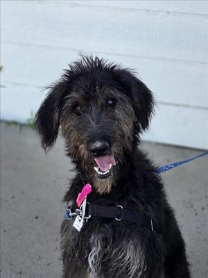 BEANIE, German Wirehaired Pointer Mix, adult, available for adoption