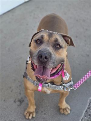 A brown dog with a pink harness and leash, standing on a concrete surface.