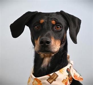 RAVEN, Doberman Pinscher Mix, adult, available for adoption