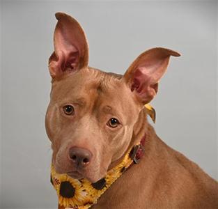 A brown dog with perked ears wearing a sunflower-patterned bandana