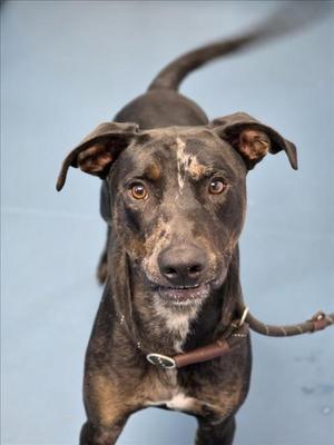 DIESEL, Australian Cattle Dog Mix, young, available for adoption
