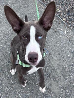 A black and white dog with large ears and blue eyes, wearing a green harness, looking up at the camera.