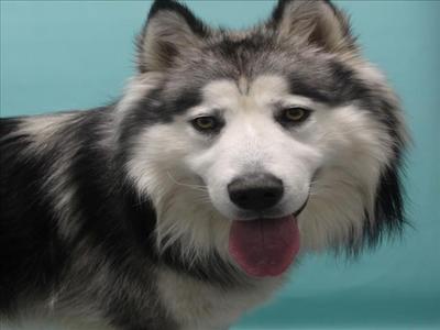 A close-up of a husky dog with a black and white fur coat, its tongue out, against a teal background.