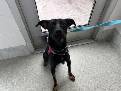 KAGE, Doberman Pinscher, adult, available for adoption